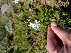 Chlorophytum graminifolium