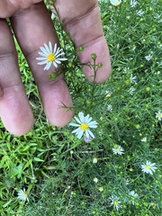 Symphyotrichum pilosum