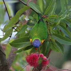 Trichoglossus moluccanus