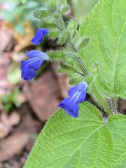 Salvia amarissima