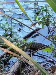 Agkistrodon piscivorus