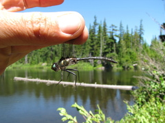 Somatochlora albicincta