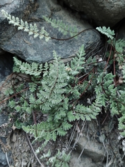 Cheilanthes hypoleuca