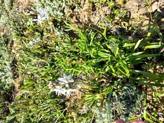 Chlorophytum graminifolium