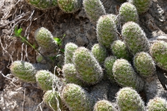 Mammillaria sphacelata
