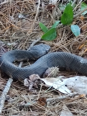 Agkistrodon piscivorus