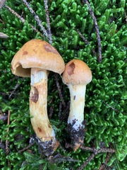 Aureonarius limonius