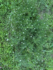Symphyotrichum pilosum