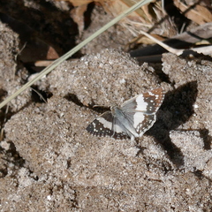 Heliopetes domicella