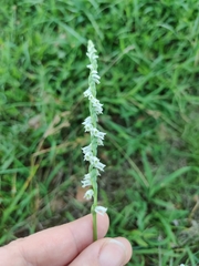 Spiranthes lacera gracilis