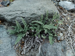 Cheilanthes hypoleuca