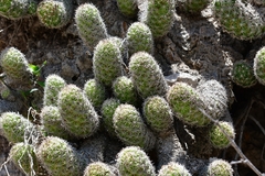 Mammillaria sphacelata