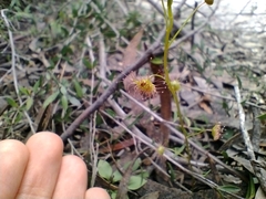Drosera