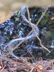 Agkistrodon piscivorus