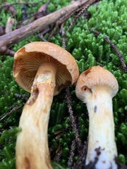 Aureonarius limonius