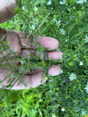 Symphyotrichum pilosum