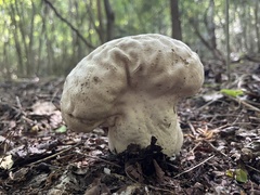Calvatia