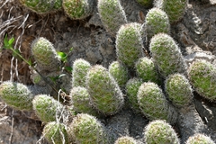 Mammillaria sphacelata