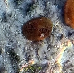 Fungiidae
