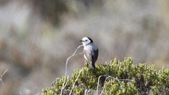 Epthianura albifrons