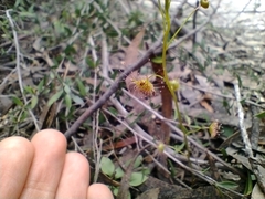 Drosera