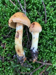 Aureonarius limonius