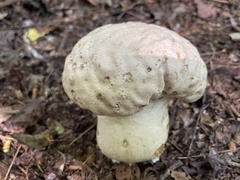 Calvatia
