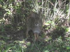 Sylvilagus