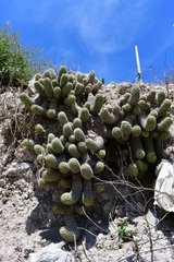 Mammillaria sphacelata