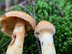 Aureonarius limonius