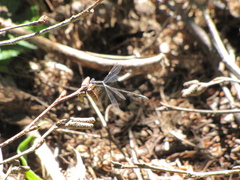 Lestes disjunctus