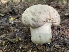 Calvatia