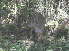 Sylvilagus