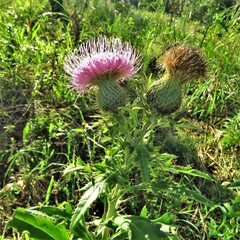 Cirsium altissimum