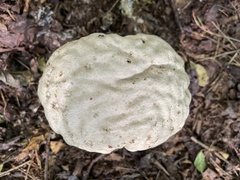 Calvatia