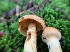 Aureonarius limonius