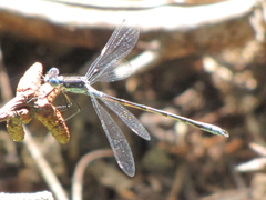Lestes disjunctus