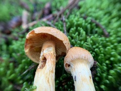 Aureonarius limonius