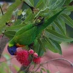 Trichoglossus moluccanus