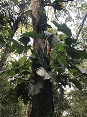 Philodendron ornatum