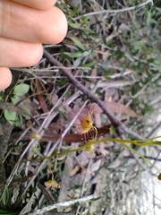 Drosera