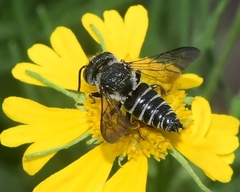 Coelioxys sayi