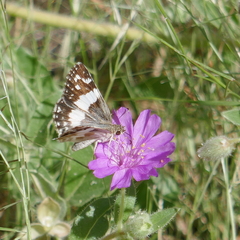 Heliopetes domicella