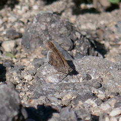 Cogia hippalus