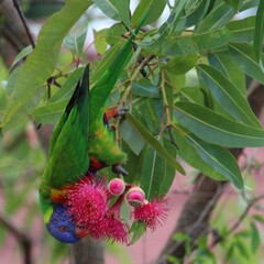 Trichoglossus moluccanus