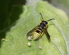 Euodynerus foraminatus