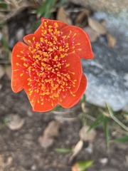 Haemanthus coccineus