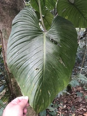 Philodendron ornatum