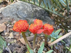 Haemanthus coccineus