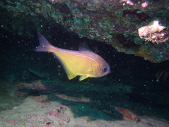 Pempheris affinis